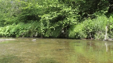 Lazy course of a river is at the edge of the forest Stock Footage 83053561