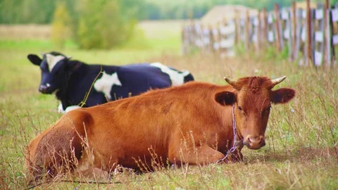 Lazy cows with chains lie on lush green grass on pastureland Stock Footage 127756917