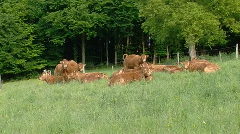 Lazy cows on the hill Stock Footage 38394621