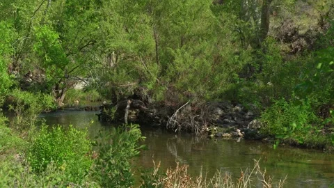 Lazy creek Stock Footage 276239431