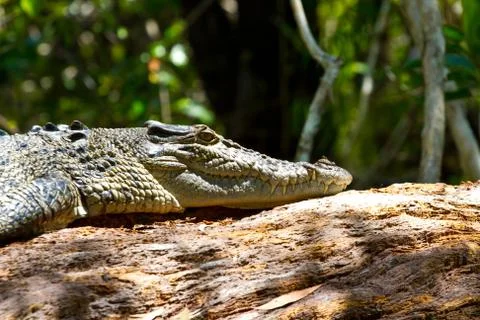 Lazy croc Stock Photos