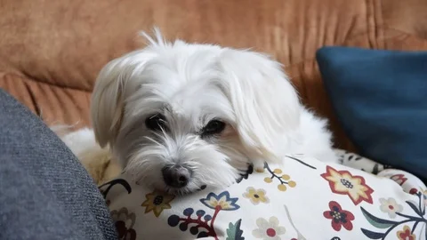 Lazy dog on couch Stock Footage 129767340