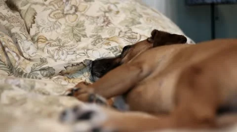 Lazy Dog Stock Footage 12662351