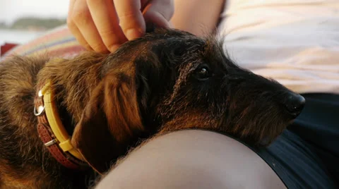 Lazy dog Video stock 27646947