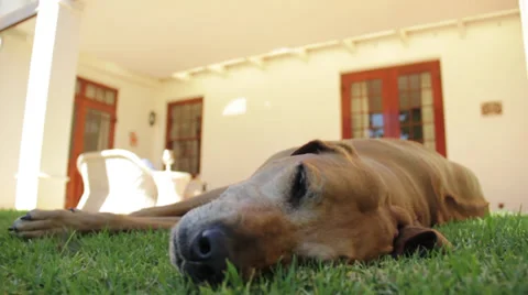 Lazy Dog Stock Footage 30484388