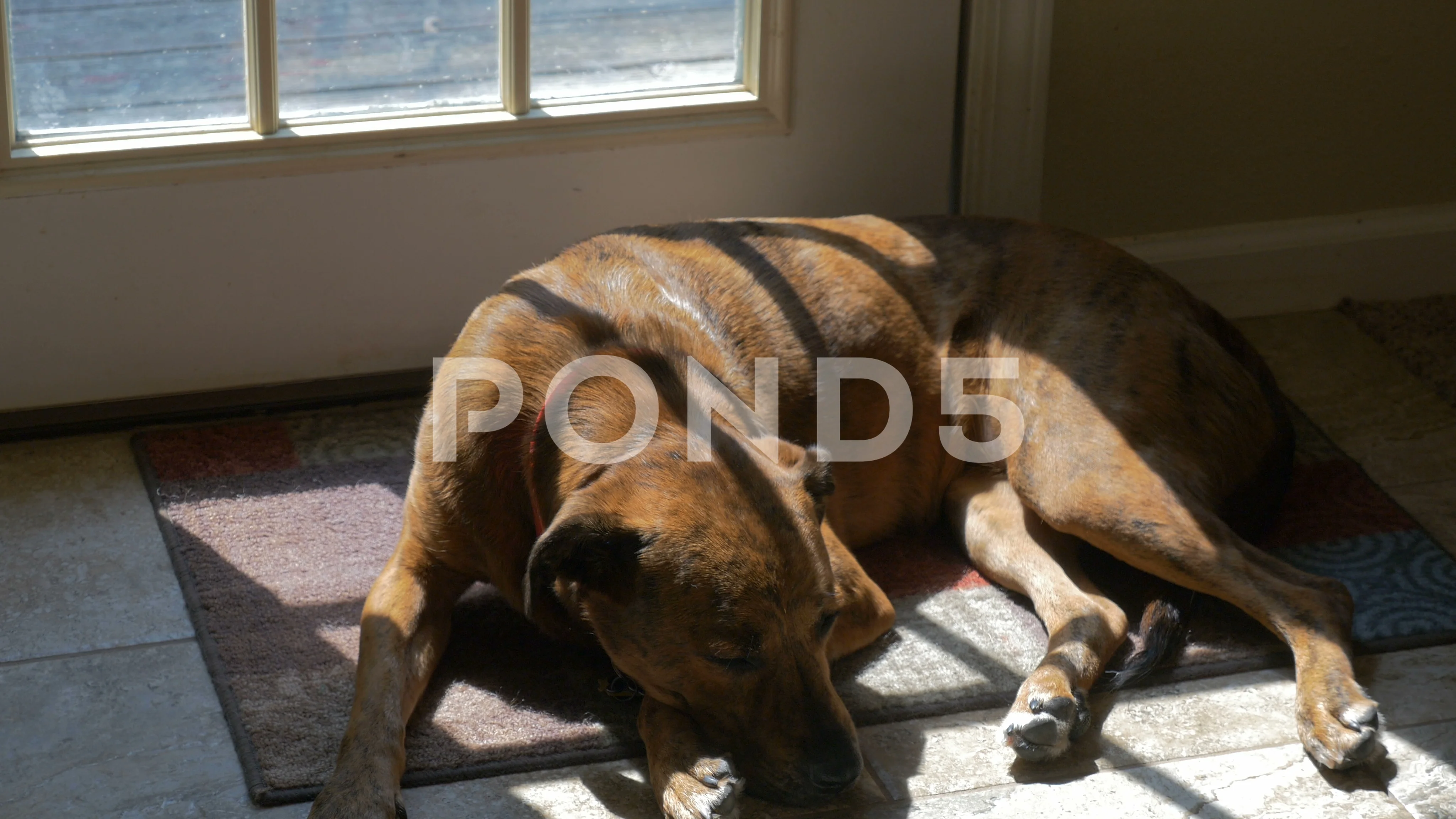 Lazy dog laying in sun by back door Stock Video Pond5 - Main Image