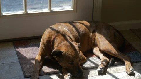Lazy dog laying in sun by back door Stock Video Pond5