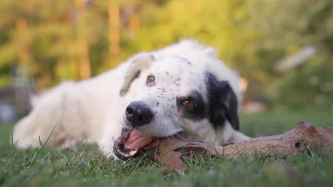 Lazy dog playing with stick Stock Footage 162028390