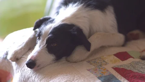 Lazy dog resting on bed Stock Footage 87120939