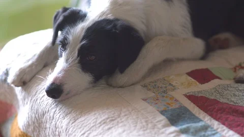 Lazy dog resting on bed Stock-Footage 87121009