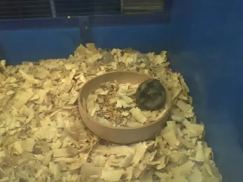 Lazy dwarf hamster eating inside of the bowl filling his belly with food Stock Footage 158963627