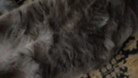 Lazy fat cat Stock Footage 101442510