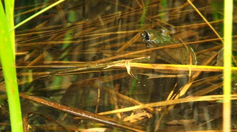 Lazy frog in miramar lagoon Stock Footage 38925532