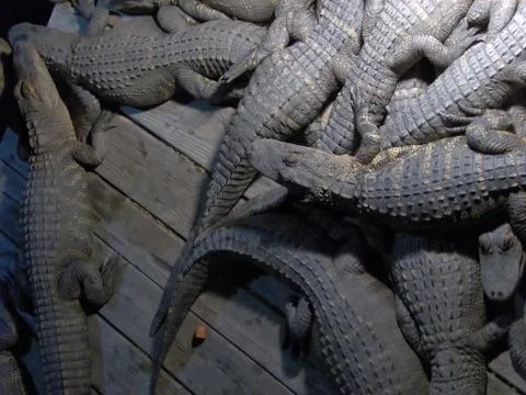 Lazy Gators Stock Photos