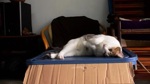 Lazy gentle cat Stock Footage 158286861