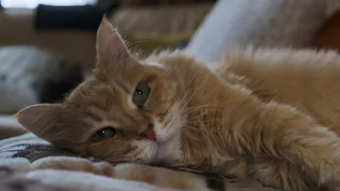 Lazy ginger cat lies on couch on its back and gets high. contented green-eyed Stock Footage 170396178