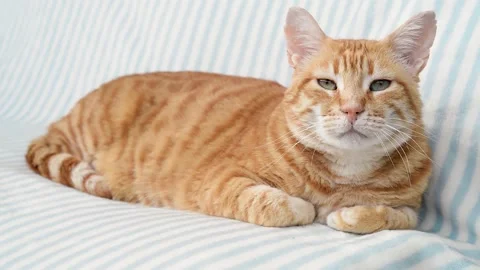 Lazy ginger cat lies on a soft blanket and watches something with interest. Stock Footage 170383774