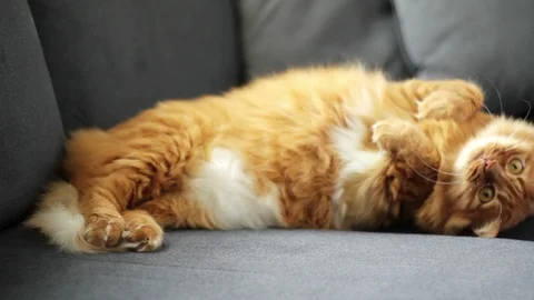Lazy Ginger Cat Lying on Couch and Playing With Toy Stock Footage 96244858