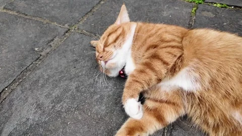 Lazy ginger cat napping outdoors peacefully Stock Footage 277487491