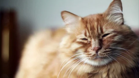 Lazy Ginger Cat Resting 스톡 동영상 96241508