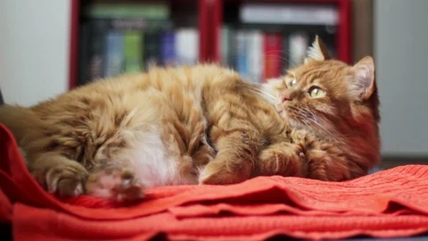 Lazy Ginger Cat Resting Video stock 98973732