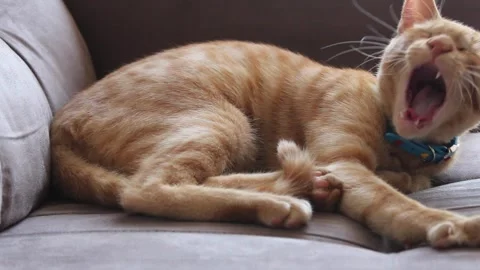 Lazy ginger cat waking up and yawning on the couch. Video stock 271205088