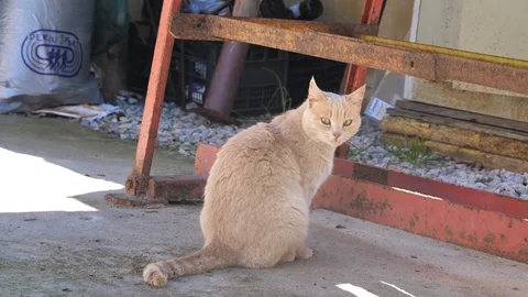 Lazy ginger orange pretty cat turns to look at camera Stock Footage 117364676