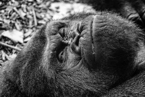 Lazy gorilla Stock Photos