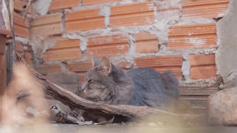 A lazy gray beautiful cat, falling sleep Stock Footage 106852765