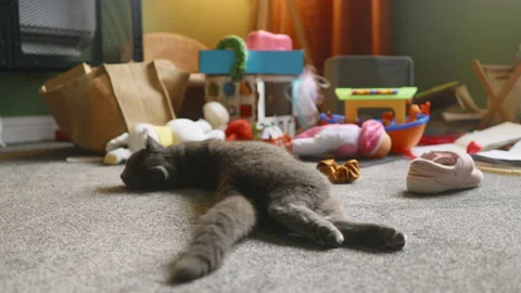 Lazy gray cat resting on the floor after doing a mess in a nursury room, mishief Stock Footage 232916525