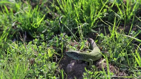 Lazy green lizard Stock Footage 21272740