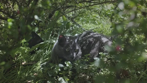Lazy Grey Cat Stock Footage 241748443
