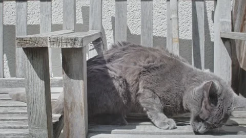Lazy Grey Cat Stock Footage 241748571