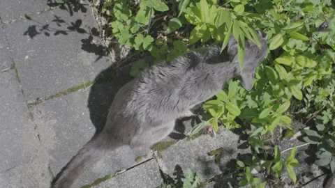 Lazy Grey Cat Stock Footage 241748613