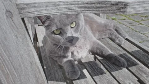 Lazy Grey Cat Stock Footage 241748615