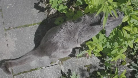 Lazy Grey Cat Stock Footage 241748630