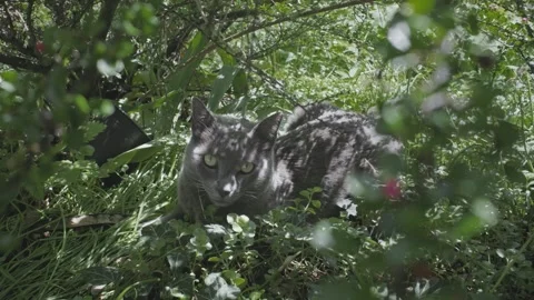 Lazy Grey Cat Stock Footage 241748678
