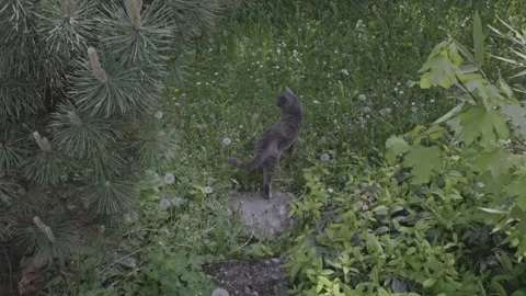 Lazy Grey Cat Stock Footage 241748712