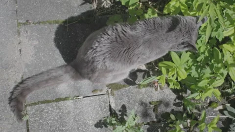 Lazy Grey Cat Stock Footage 241748729