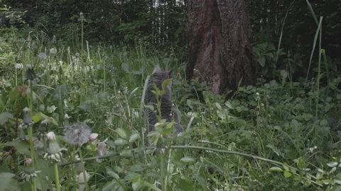 Lazy Grey Cat Stock Footage 241748880