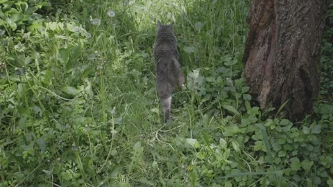 Lazy Grey Cat Stock Footage 241748915
