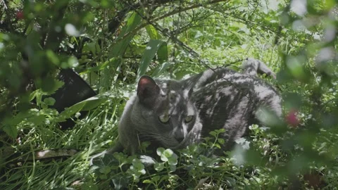 Lazy Grey Cat Stock Footage 241749030
