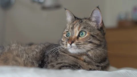 Lazy grumpy tabby cat with green eyes lies down on a cozy bed. SLOW MOTION Vidéo 115132834