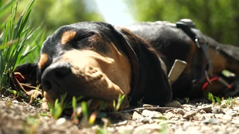 Lazy Hound Dog Stock Footage 131140296