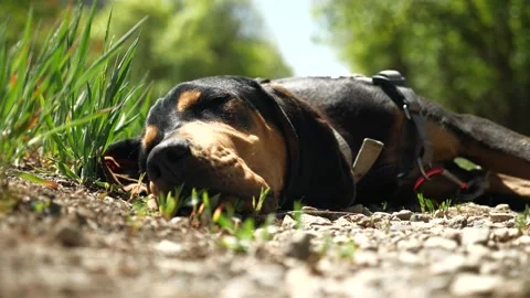 Lazy Hound Dog Stock Footage 131143211