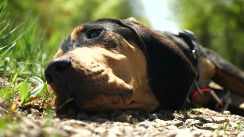 Lazy Hound Dog Stock Footage 131144789