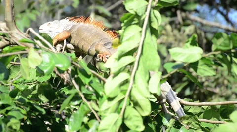 Lazy iguana lay on the tree Video stock 44407208