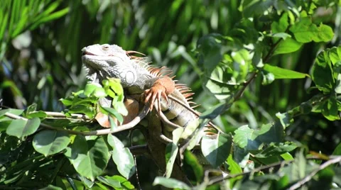 Lazy iguana lay on the tree Stock Footage 44457919