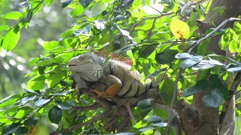 Lazy iguana lay on the tree Stock Footage 56272609