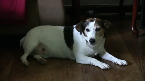 A lazy Jack Russell Stock Footage 94292606